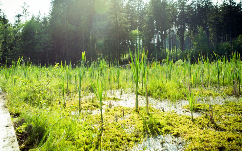 Die Heilkraft der Natur - Vortuna